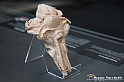 VBS_2547 - Ovaie - Mostra Body Worlds